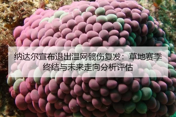 na-da-er-xuan-bu-tui-chu-wen-wang-kuan-shang-fu-fa-cao-di-sai-ji-zhong-jie-yu-wei-lai-zou-xiang-fen-xi-ping-gu-2-797.jpg